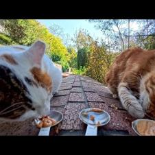 ワンワン猫はこの地域のボス?! 食べ終わったあと「お前ら食っていいぞ」と去っていく貫禄がスゴい