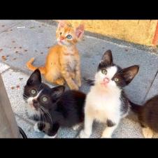 Homeless kittens have a lot of fun playing, they are extremely cute