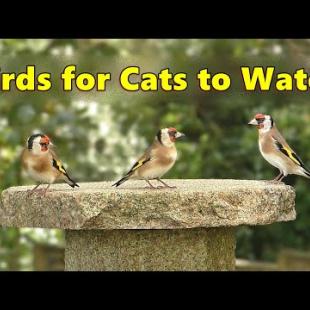 Calming Videos for Cats ~ Gentle Bird Sounds Relaxation