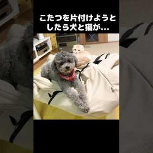 こたつを片付けようとしたら犬と猫が猛反対してこうなった...I tried removing the kotatsu… big mistake 😅