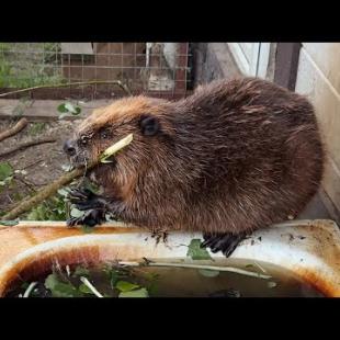 Бобр Василиса умерла