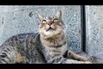 防波堤の下にいたキジトラ猫を撫でると喜んで付いてきた