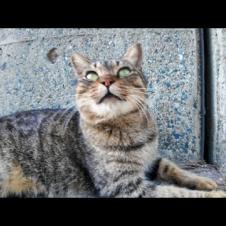 防波堤の下にいたキジトラ猫を撫でると喜んで付いてきた