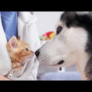 初めて大型犬を見た子猫がこうなっちゃいました