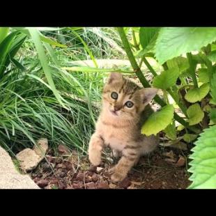 Tabby mother cat and her two kittens live in a botanical garden filled with birdsong