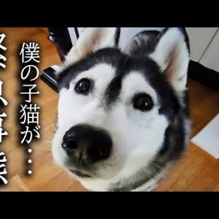 何処を探しても子猫がいないんです...