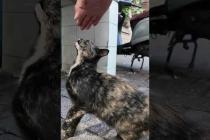 伸び上がって撫でられる猫