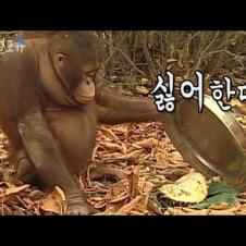 호불호가 확실한 오랑우탄 ㅋㅋㅋ｜KBS 애니멀 스펀지 방송