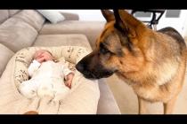 What Does a German Shepherd Do When He Finds a Sleeping Newborn Baby