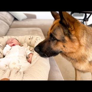 What Does a German Shepherd Do When He Finds a Sleeping Newborn Baby