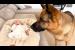 What Does a German Shepherd Do When He Finds a Sleeping Newborn Baby