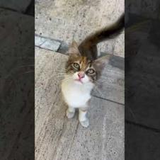 Did the Cat Speak?! 😲🐱#shorts#kitten #cat #catlove #cute #animals