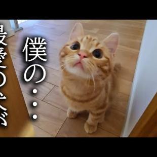 子猫が何か訴えてくるのでついていったらまさかの展開に…