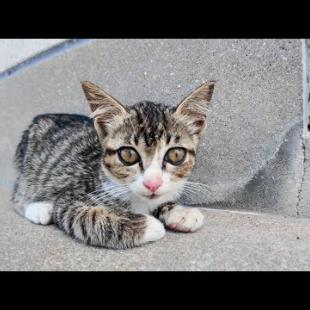 港の猫集会に少し遅れて、ちょこんと離れた場所に座る子猫が可愛すぎる件🐾