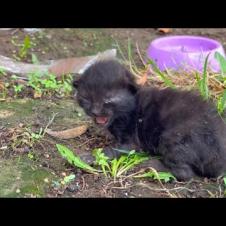 Homeless hungry kitten meows for mother cat