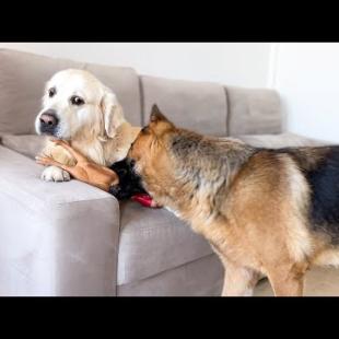 German Shepherd Steals Toy From Golden Retriever