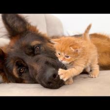 KITTEN and Dog Become INSEPARABLE Friends!