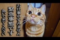 何かを必死に訴えてくる子猫について行ったら...