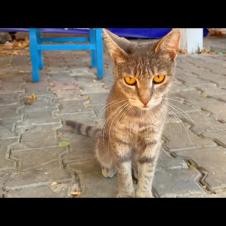 Hungry street cats are waiting for food and attention