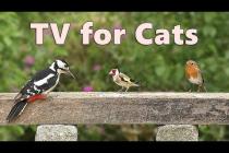 Cat TV ~ Your Cat Won’t Look Away! Purr-fect for for Cats and Kittens