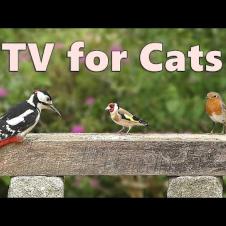 Cat TV ~ Your Cat Won’t Look Away! Purr-fect for for Cats and Kittens
