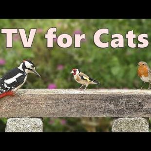 Cat TV ~ Your Cat Won’t Look Away! Purr-fect for for Cats and Kittens