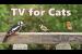 Cat TV ~ Your Cat Won’t Look Away! Purr-fect for for Cats and Kittens