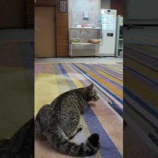 【猫ホテル】夜はロビーで運動会