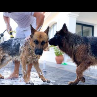 German Shepherd refuses to leave another German Shepherd while bathing! [Dogs Loyalty]