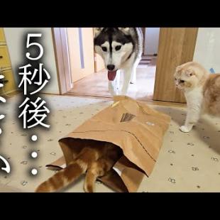 子猫のイタズラがハスキー犬にバレた結果大変なことに...