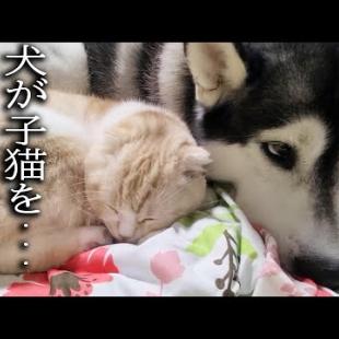 仕事で帰宅が深夜になりハスキー犬が子猫を寝かしつけてました...