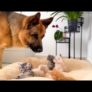 German Shepherd Dog Reaction to Tiny Kitten in his Bed