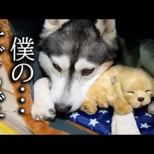 売れ残った子犬を可愛がっていたら嫉妬した猫が大変なことに...