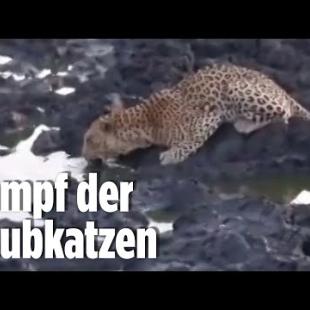 [독일 Bild紙] Löwe attackiert Leopard aus dem Hinterhalt