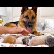 German Shepherd Protects Kittens as if they were their own Babies
