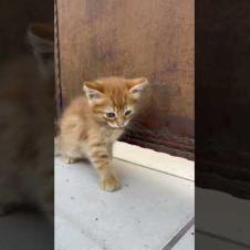 Little kitten getting ready for sleep #shorts #meow #kitten #cat #cute #baby #animals #kittens