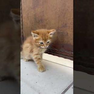 Little kitten getting ready for sleep #shorts #meow #kitten #cat #cute #baby #animals #kittens