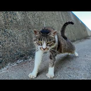 防波堤の猫ちゃん、ナデナデでテンション爆上がりして上がってきた件ｗ