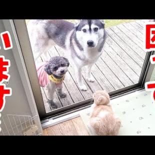 ハスキー犬達に猫の集会に連れて行けと誘われる子猫だったが...笑