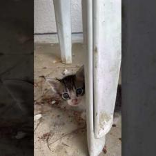 They Are Looking For Big Love With Their Tiny Hearts 💔🐾#shorts#kitten#cat  #catvideo #cute#animals