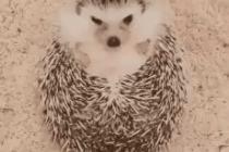 삐친 고슴도치 달래기