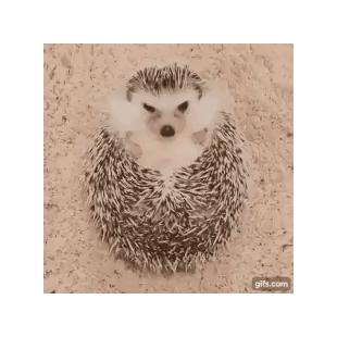 삐친 고슴도치 달래기