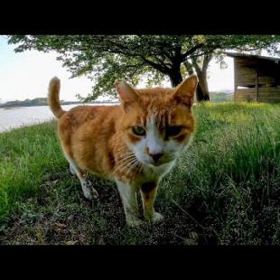 よく喋る野良猫ちゃんが池の側にいました