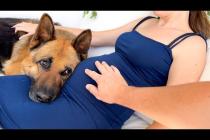 Our German Shepherd Won’t Let Me Touch My Pregnant Wife’s Belly — Protective Mode Activated! 🐶🛡️
