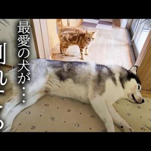 廊下で犬が倒れているのを発見した子猫の対応に驚きました...