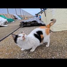 漁港に行くと背中にハートの模様を持つ三毛猫がモフられにきた