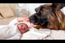 German Shepherd Loves Newborn Baby