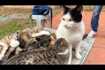 Selfless mother cat feeds and cleans her kittens