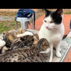 Selfless mother cat feeds and cleans her kittens