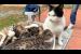 Selfless mother cat feeds and cleans her kittens